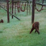 Monkey Orangatang