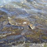 Giant Sea Turtle 01