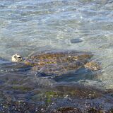Giant Sea Turtle 02