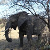 Kruga Elephant 03