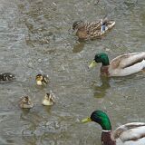Wandsworth Common Ducks DSC02233